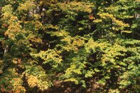 001003_0514_0020_nsls.jpg
