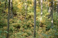 001003_0514_0019_nsls.jpg