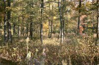 001003_0514_0018_nsls.jpg