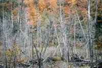 001003_0514_0013_nsls.jpg
