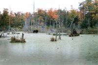 001003_0514_0011_nsls.jpg