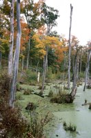 001003_0514_0010_nsls.jpg