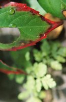 000927_0510_0060_nsls.jpg