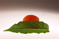 000913_0518_0006_lsls.jpg
