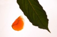 000913_0518_0005_lsls.jpg
