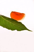 000913_0518_0003_lsls.jpg