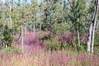 000909_0493_0050_nsls.jpg