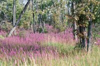 000909_0493_0049_nsls.jpg
