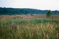 000909_0493_0046_nsls.jpg