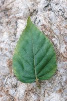 000909_0493_0039_nsls.jpg