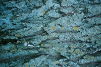000909_0492_0043_nsls.jpg