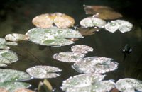 000909_0492_0016_nsls.jpg