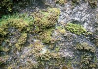 000909_0491_0079_nsls.jpg