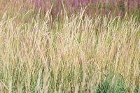 000909_0491_0068_nsls.jpg