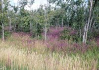 000909_0491_0064_nsls.jpg