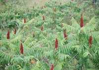 000909_0491_0062_nsls.jpg
