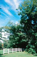000907_0486_0020_nsls.jpg