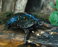 000801_0402_0162_tsls.jpg