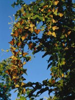 000801_0402_0151_tsls.jpg