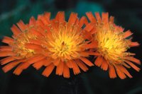 000801_0402_0093_tsls.jpg