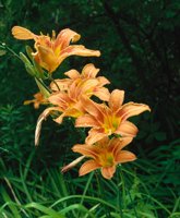 000801_0402_0054_tsls.jpg