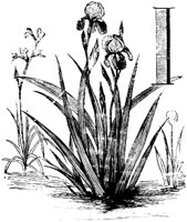 VSI008I.TIF