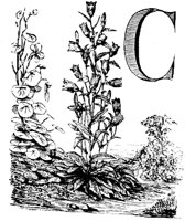 VSI008C.TIF
