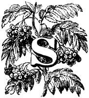 VSI006S.TIF