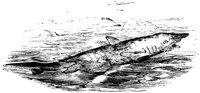 VSI072E.TIF
