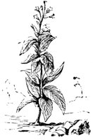 VSI081R.TIF