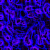 0019B2.GIF