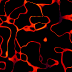 0016O2.GIF