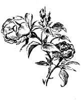 EAC003M.TIF