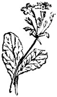 EAC001P.TIF