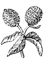 EAC001II.TIF