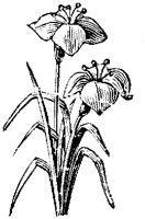 EAC001GG.TIF