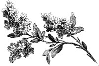 POC055E.TIF