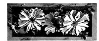 POC082A.TIF
