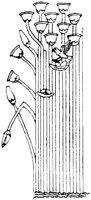 SOR016L.TIF