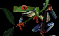 FROGGY.GIF