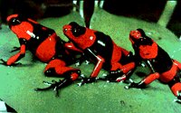 FROGS.GIF
