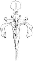 SOR242H.TIF