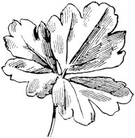 SOR242C.TIF