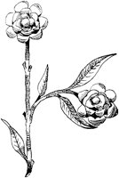 SOR495G.TIF