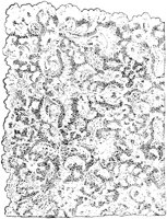 SOR483A.TIF