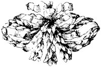 SOR517H.TIF