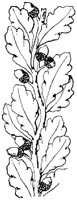 SOR602B.TIF