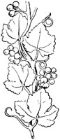 SOR602A.TIF
