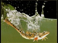 SPLASH.GIF