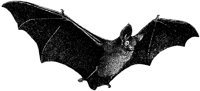 AMB096C.TIF